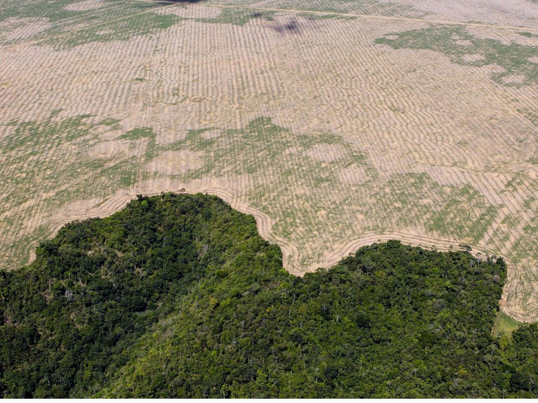 Projet de reforestation en Amazonie soutenu par Matchy